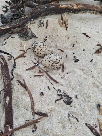 African black oystercatcher eggs